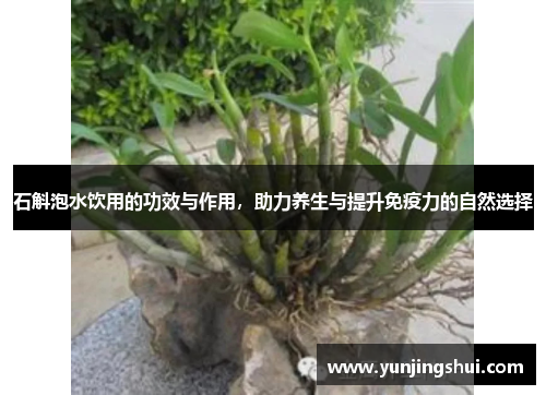 石斛泡水饮用的功效与作用，助力养生与提升免疫力的自然选择