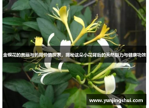 金银花的美丽与药用价值探索，揭秘这朵小花背后的天然魅力与健康功效